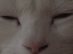 My Cat